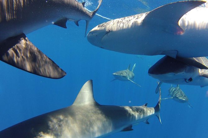 Oahu Shark Dive - Choppy water and cold water: your real-world comfort checklist
