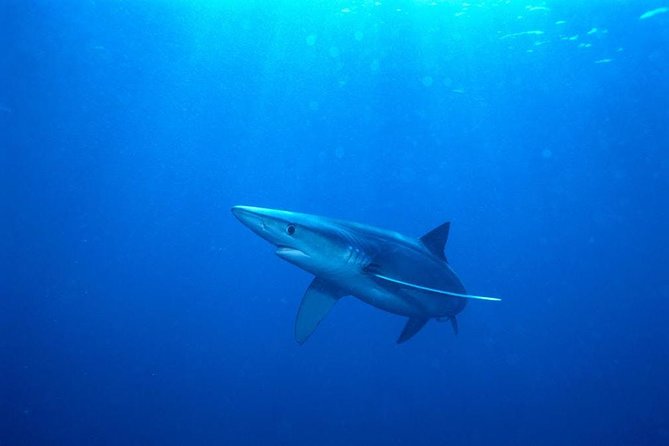 Oahu Shark Dive - Price and value: does $99.48 feel fair?