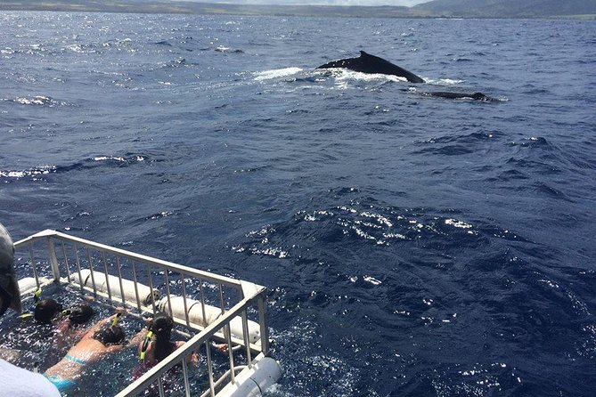 Oahu Shark Dive - Who should book this Oahu shark cage experience?