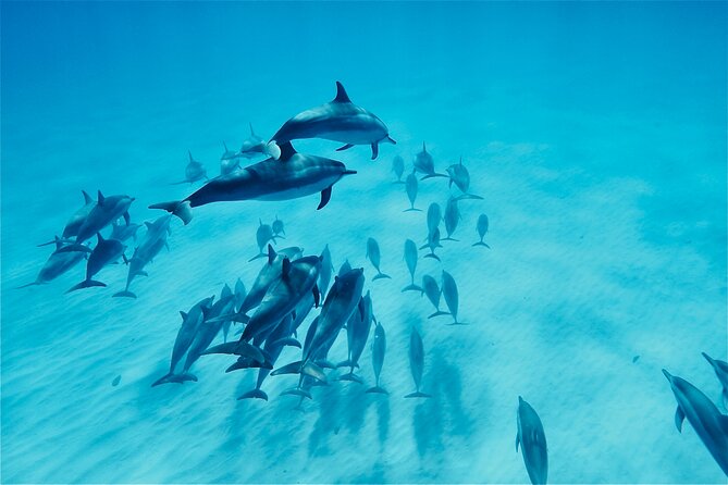 Oahu: Swim with Dolphins on the West Coast - Key Points Before You Go
