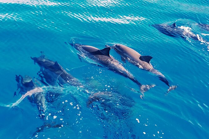 Oahu: Swim with Dolphins on the West Coast - Why This West Oahu Dolphin Trip Feels Like a Real Morning Adventure
