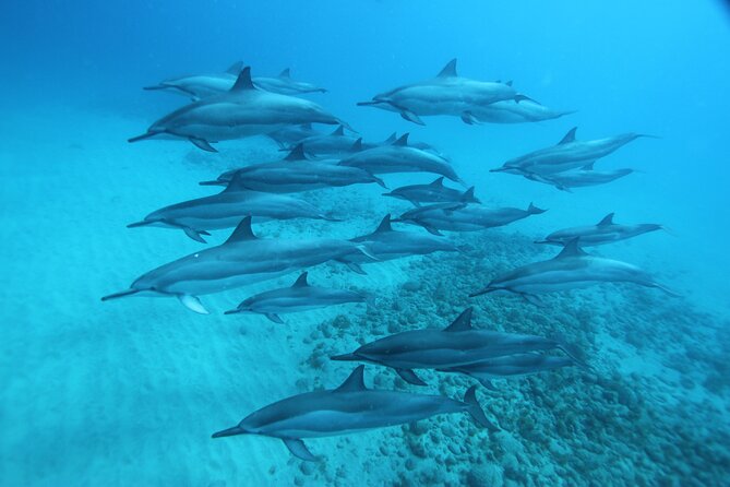 Oahu: Swim with Dolphins on the West Coast - Dolphin Spotting: What You’re Likely to See and the Rules That Matter
