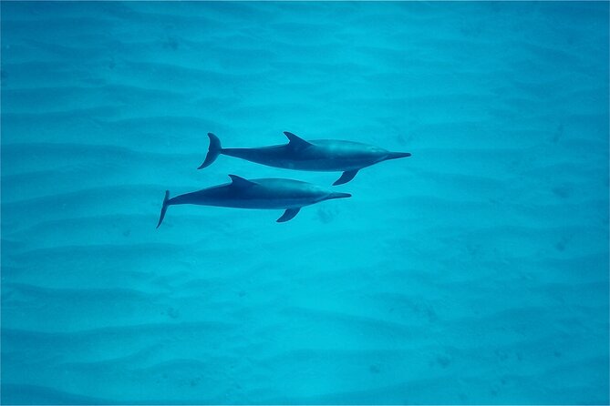 Oahu: Swim with Dolphins on the West Coast - Snorkeling Time: Fish, Turtles, and When the Ocean Lets You In