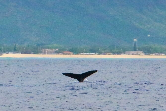 Oahu: Swim with Dolphins on the West Coast - Crew, Captains, and Photo Help: Why This Trip Feels Smooth When It Works