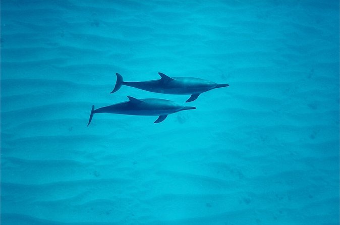 Oahu: Swim with Dolphins on the West Coast - What Can Go Wrong (and What You Can Do About It)