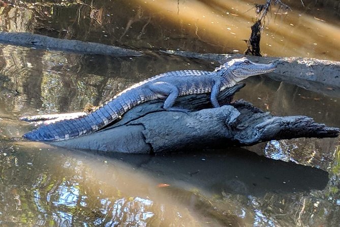 Oak Alley Plantation and Large Airboat Swamp Tour from New Orleans - From Plantation to the Dock: A Change of Pace You’ll Feel