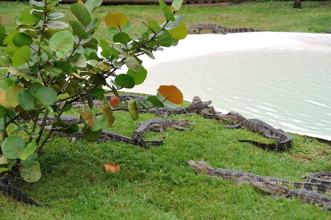 One-Hour Airboat Ride Near Orlando - The Boggy Creek base: 32 acres near Kissimmee
