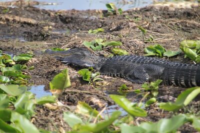 One-Hour Airboat Ride Near Orlando - Your one-hour airboat ride: what it feels like and what you’ll see