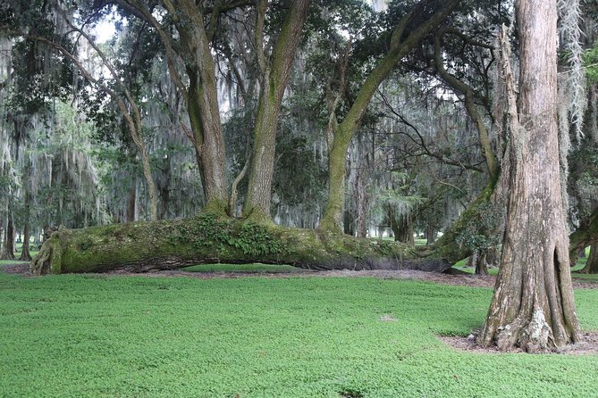 One-Hour Airboat Ride Near Orlando - Gem and fossil mining: optional, but adds a playful twist