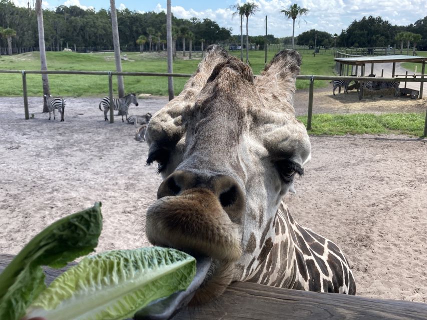 Orlando: Drive-Thru Safari Park at Wild Florida - A Practical Game Plan for a Great Day