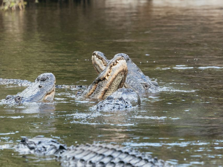 Orlando: Drive-Thru Safari Park at Wild Florida - The Massive Alligator Pond and Crusher’s Presence