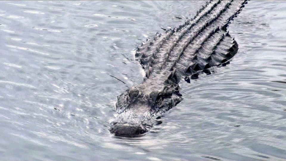 Orlando: Everglades Airboat Ride and Wildlife Park Ticket - Wild Florida Near Orlando: Why This Feels Like Real Florida