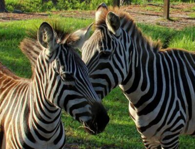 Orlando: Everglades Airboat Ride and Wildlife Park Ticket - Choosing 30 Minutes or 1 Hour on the Airboat Eco Tour