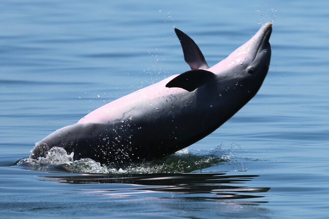 Pensacola Beach Jolly Dolphin Cruise and Scenic Bay Tour - A Shaded 42-Foot TriToon Makes Gulf Water Time Easy