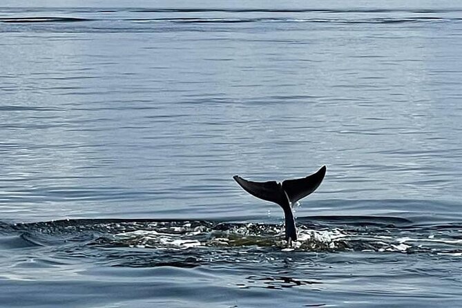 Pensacola Frisky Dolphin Sightseeing Bay Cruise - Getting dolphin sightings: what you can control (and what you can’t)