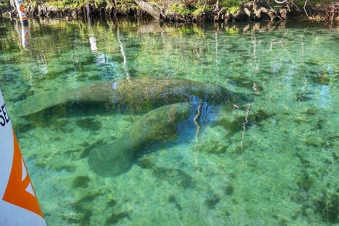 Plantation's Kings Bay Scenic Cruise - Kings Bay Scenic Cruise: Why This 1-Hour Ride Works
