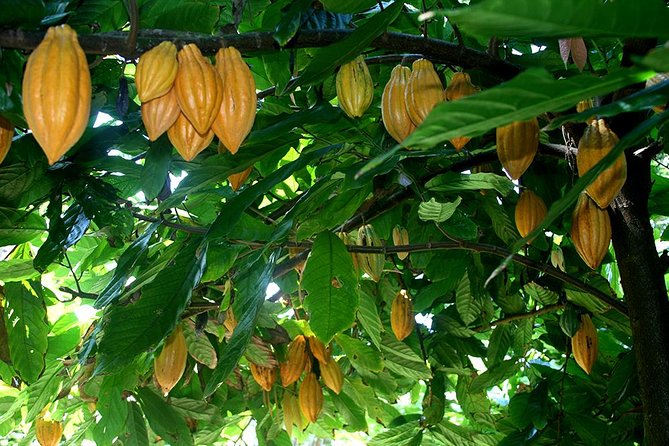 Princeville Botanical Gardens Tour and Chocolate Tasting Ticket - Princeville Botanical Gardens and chocolate in one 3-hour block