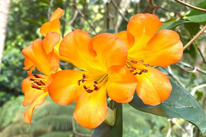 Princeville Botanical Gardens Tour and Chocolate Tasting Ticket - Anini Creek valley: rare plants and sustainable cultivation walk-bys