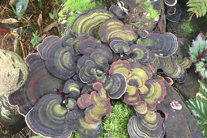 Princeville Botanical Gardens Tour and Chocolate Tasting Ticket - What you’ll taste: fruit, honey, nibs, and the cocoa-to-bar story