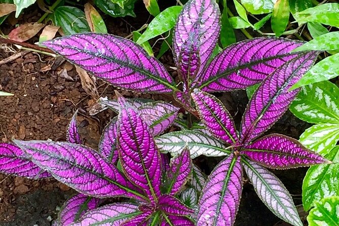 Princeville Botanical Gardens Tour and Chocolate Tasting Ticket - Practical tips for comfort: shoes, rain gear, and bug prep that actually works