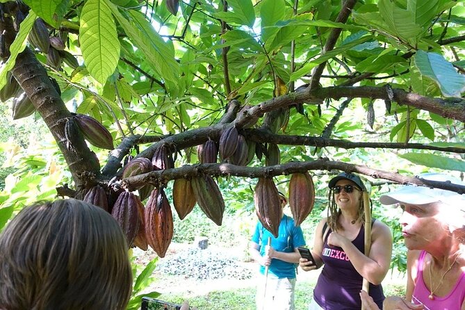 Princeville Botanical Gardens Tour and Chocolate Tasting Ticket - Who should book this Princeville tour (and who might want a different plan)?