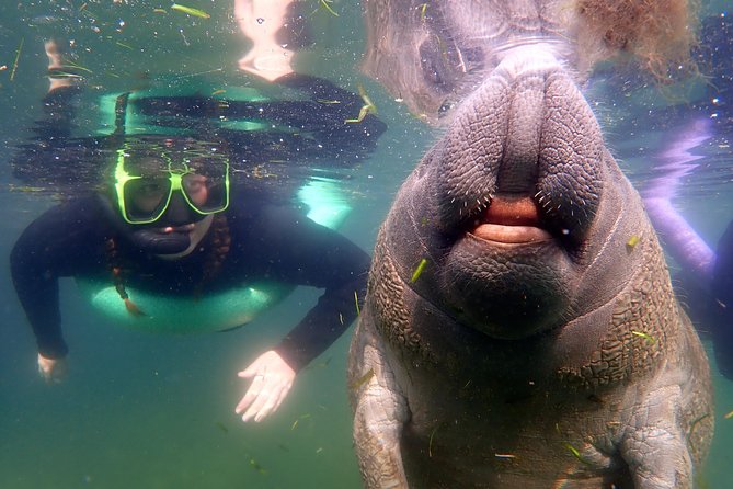 Private 'OG' Manatee Snorkel Tour with Guide for up to 10 people - Crystal River manatees: what a private OG tour changes