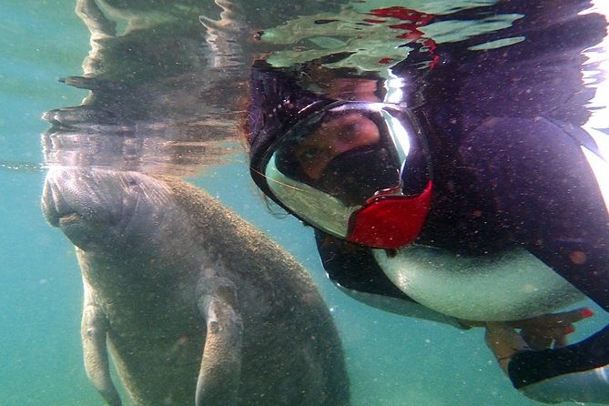 Private 'OG' Manatee Snorkel Tour with Guide for up to 10 people - The snorkeling experience: comfort, learning curve, and real expectations