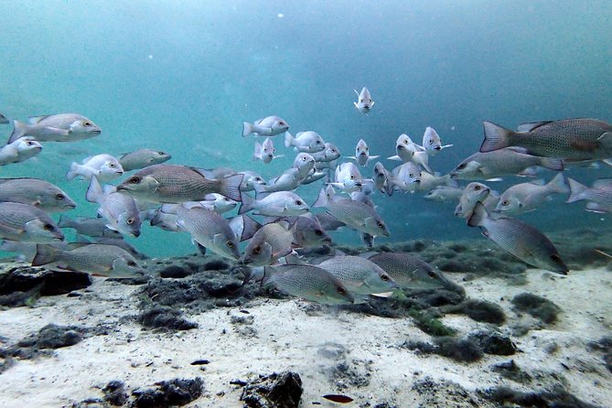 Private 'OG' Manatee Snorkel Tour with Guide for up to 10 people - When timing and visibility matter: seasonal reality in Crystal River