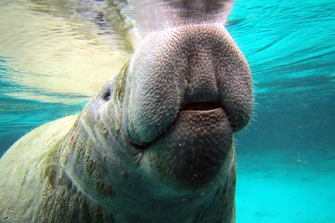 Private 'OG' Manatee Snorkel Tour with Guide for up to 10 people - What happens before you hit the water: gear, wetsuits, and photo time