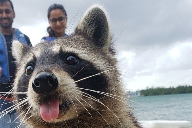 Raccoon Island: Exploration on SUP/Kayak - Key Things to Know Before You Go