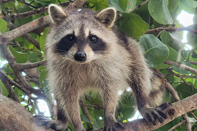 Raccoon Island: Exploration on SUP/Kayak - Paddling Biscayne Bay to Osprey Nature Preserve (the part you’ll feel in your body)