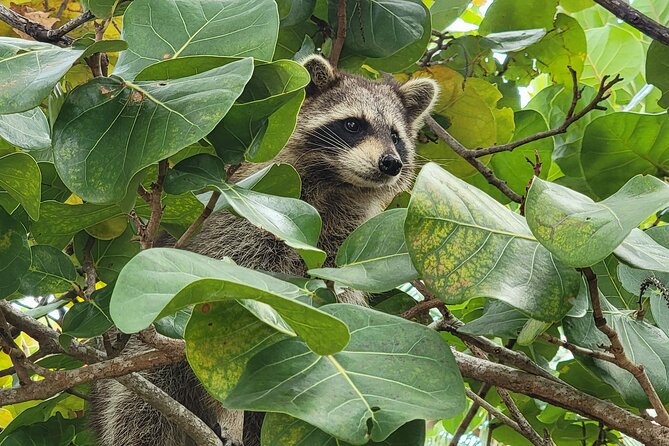 Raccoon Island: Exploration on SUP/Kayak - The Real Itinerary: Boat Ride, Island Time, and Wildlife Breaks
