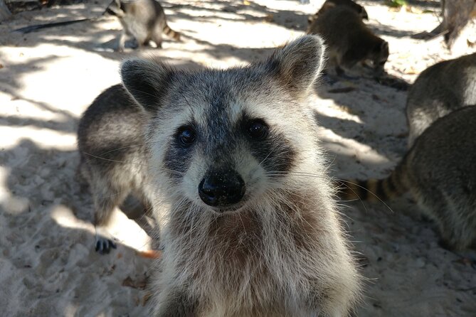 Raccoon Island: Exploration on SUP/Kayak - What to Pack: Wet Clothes, Bug Spray, and Wet-Ready Phone Thinking