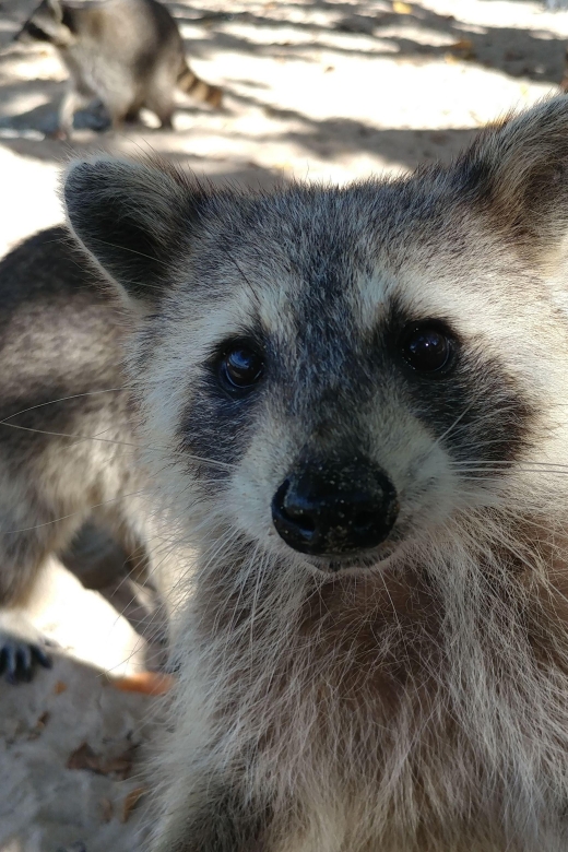 Raccoon Island: Exploration on SUP/Kayak - Who Should Book This Tour (and who might want to rethink)