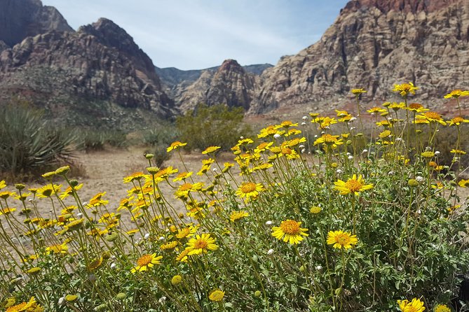 Red Rock Canyon eBike Half-Day Tour - Price and Value: Why $137 Can Make Sense in Vegas