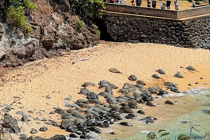 Road To Hana Black Sand Beach Waterfalls & Turtles Tour - Wailua Valley State Wayside Park: the quick breath + viewpoint payoff