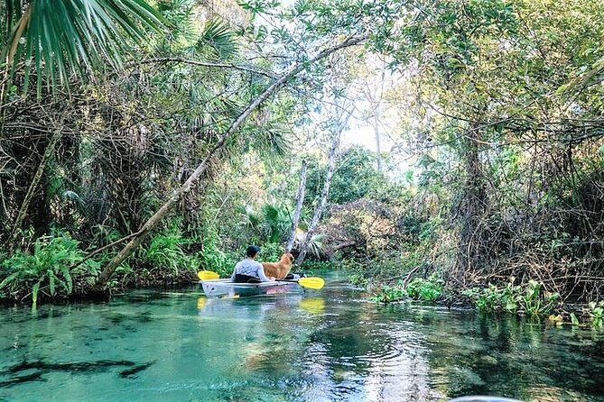 Rock Springs 2-Hour Glass Bottom Guided Kayak Eco Tour - Getting started at King’s Landing in Apopka (and what you’ll be given)