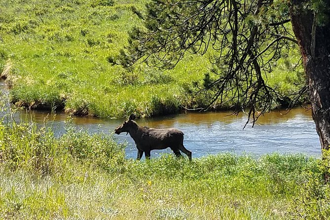Rocky Mountain National Park in Summer Tour from Denver - Rock Cut, Milner Pass, and the alpine overlooks