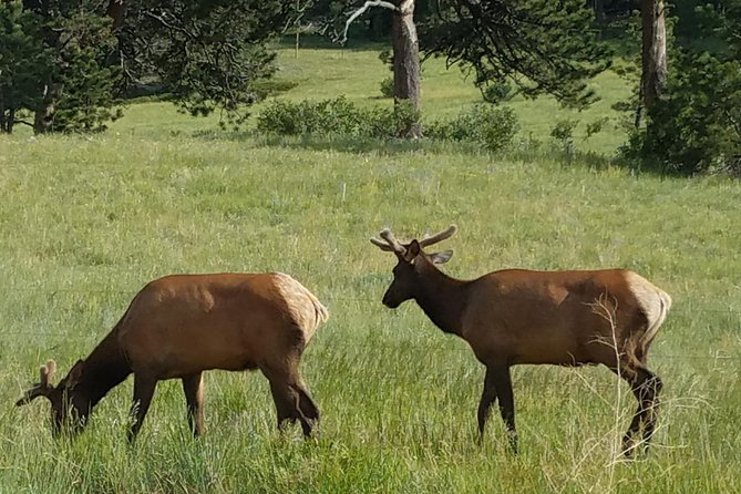 Rocky Mountain National Park in Summer Tour from Denver - Beaver Meadows exit and Estes Park: Stanley Hotel time