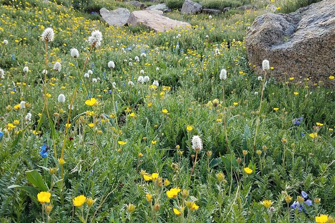Rocky Mountain National Park in Summer Tour from Denver - Who should book this tour (and who should consider driving)