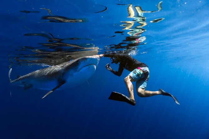 Safe and Educational Shark Dive from Haleiwa: Sharks Guaranteed - Key Things That Make This Shark Swim Stand Out