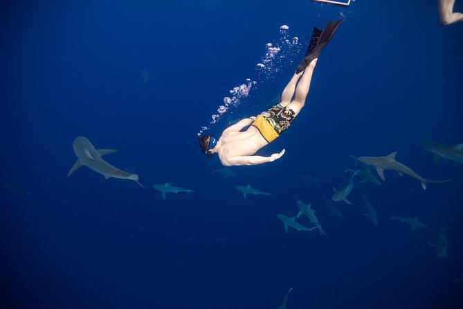 Safe and Educational Shark Dive from Haleiwa: Sharks Guaranteed - Haleiwa Is a Smart Base for a Shark-Focused Oahu Trip