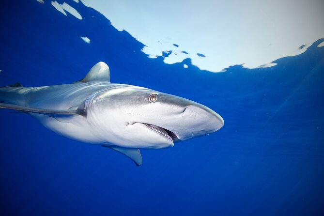Safe and Educational Shark Dive from Haleiwa: Sharks Guaranteed - What You’ll See: Sharks, Pelagic Fish, and Other Seasonal Magic