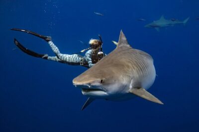 Safe and Educational Shark Dive from Haleiwa: Sharks Guaranteed - What the Research-Led Briefing Actually Prepares You For