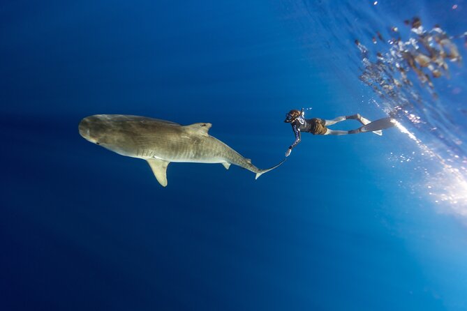 Safe and Educational Shark Dive from Haleiwa: Sharks Guaranteed - In-Water Time: How the Experience Feels Once You’re There