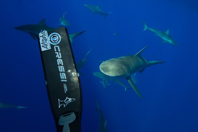 Safe and Educational Shark Dive from Haleiwa: Sharks Guaranteed - The Guide Team: Fun, Professional, and Built for Nervous First-Timers
