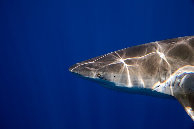 Safe and Educational Shark Dive from Haleiwa: Sharks Guaranteed - Price and Value: What $165.71 Gets You (and What Might Cost Extra)