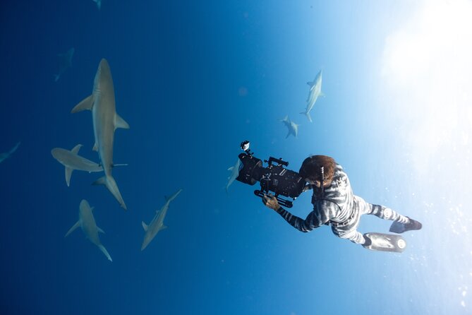 Safe and Educational Shark Dive from Haleiwa: Sharks Guaranteed - Weather Changes the Day, Not the Safety Mindset