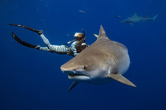 Safe and Educational Shark Dive from Haleiwa: Sharks Guaranteed - What the Research-Led Briefing Actually Prepares You For