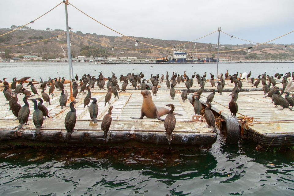 San Diego: SEAL City Tour by Amphibious Bus - Your land route: Embarcadero, airport passes, and coastal landmarks